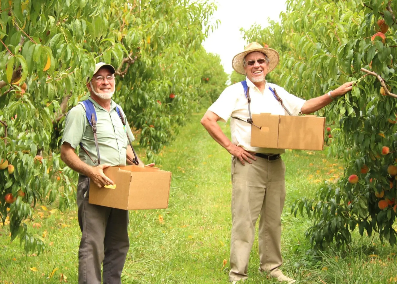  Kauffman Orchards Fresh Mcintosh Apples, Hand-Picked