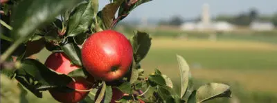 Apple hanging on a tree branch