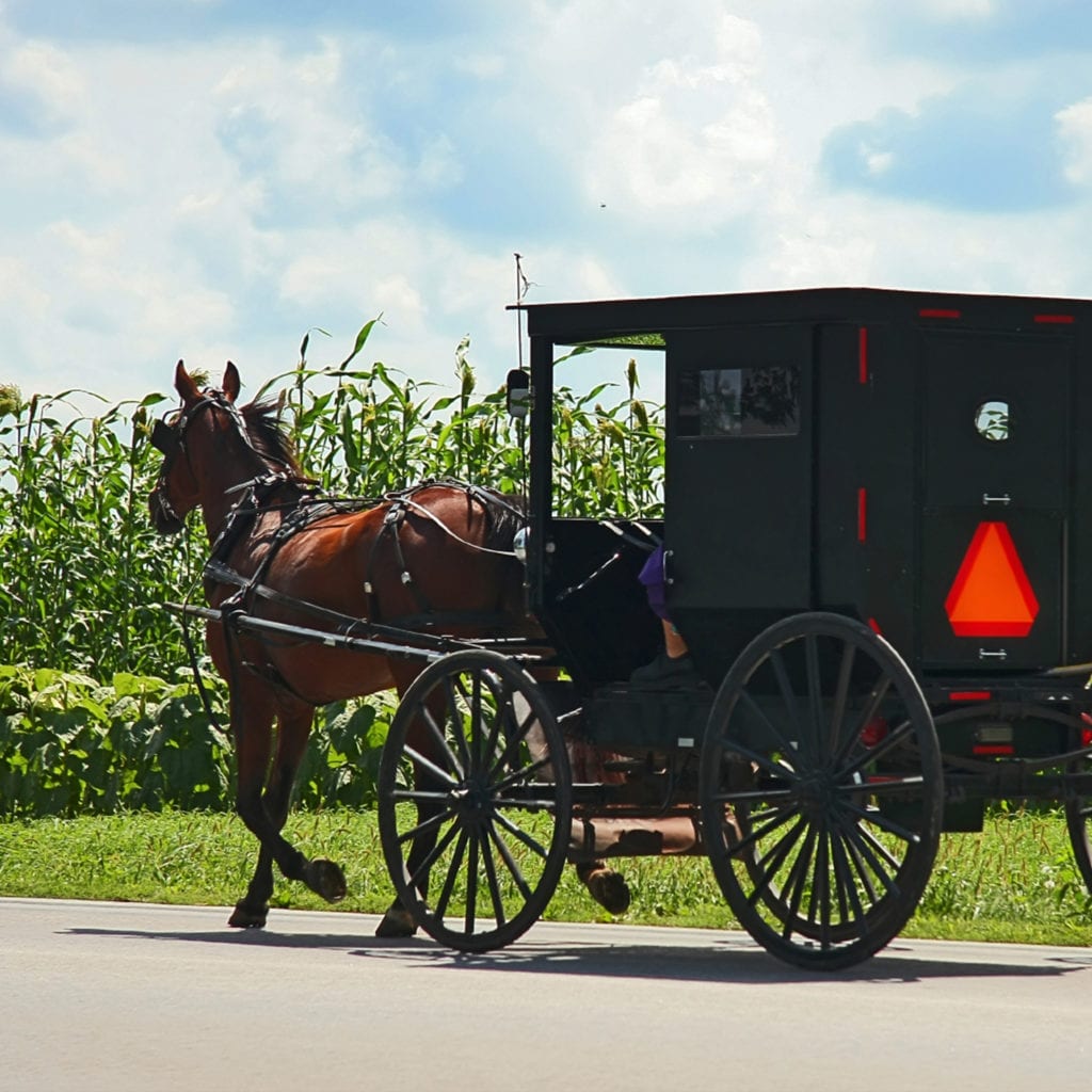 An Amish Horse and Buggy from Amish Experience Buggy Ride heading down a road in front of a cornfield, an example of one of the things you can plan to do in near Bird-in-Hand 