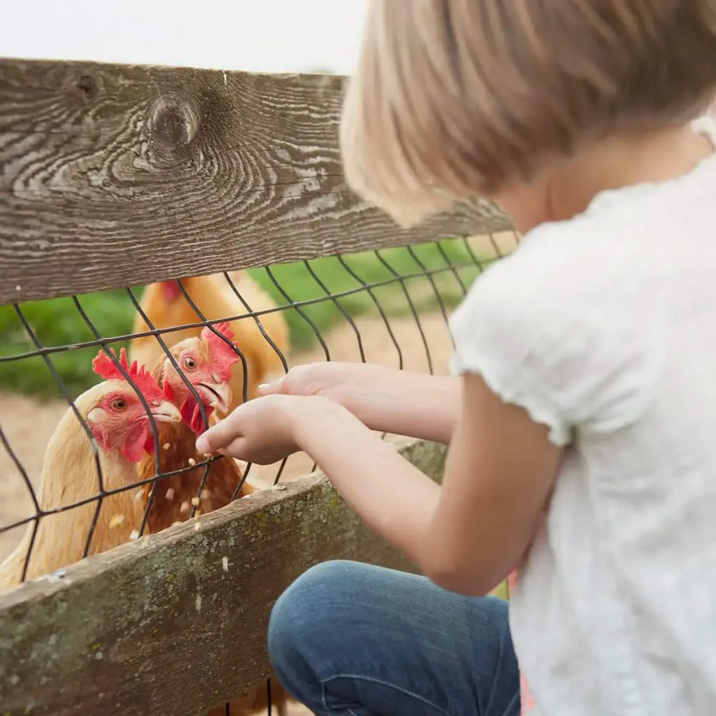 Top Things to Do in Lancaster PA: A Local Guide for Every Traveler: A child feeding chickens at Bird-in-Hand Family Inn in Bird-in-Hand, PA